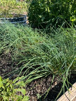 Chives- herbs/yerba