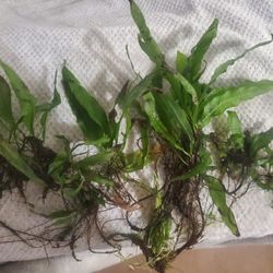 Java Fern