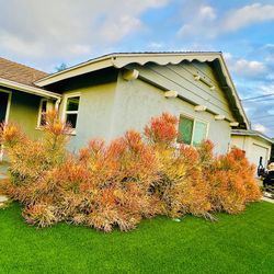 Fire Stick Pencil Stick Plant Succulent