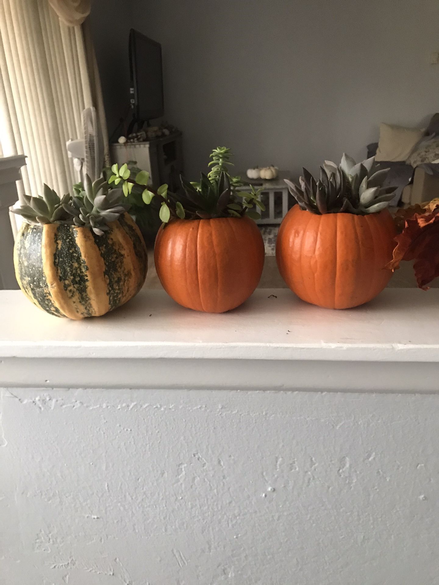 Pumpkin succulent plants