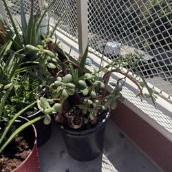 Plants Sale 🪴 10-15 OBO 