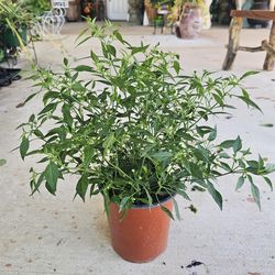 Chile Piquin, 🌶 Pepper PLANTS 🪴🥵 ARRIVE, BEAUTIFUL AND HEALTHY. $11 EACH