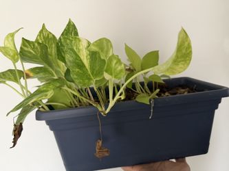 Pothos Planter