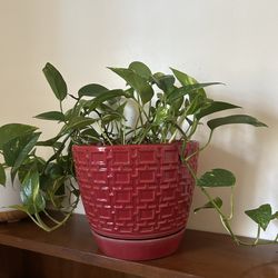 Pothos Plant