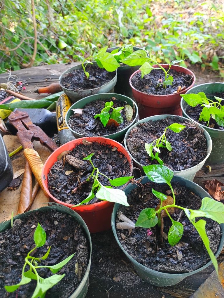 Grove Pepper 🌶️ Plants