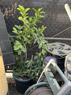 Guava Tree