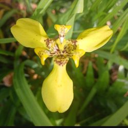 Yellow Ever Bearing Iris Landscape Plant Potted Plant
