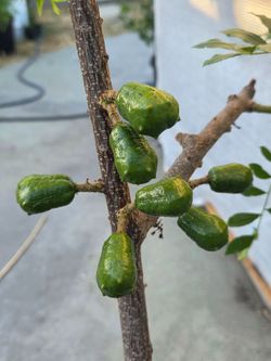 Arbol de Jocote Ciruela Corona con fruta
