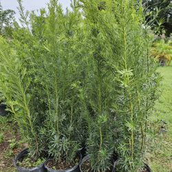 huge Podocarpus  over 3 feet tall Instant  privacy  Hedge only $ 8.50  and up minimum qty required 