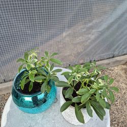 Umbrella Plant 4.5" Pot $5 Each