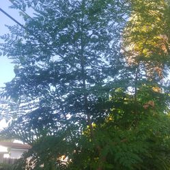 15 Foot Moringa Tree