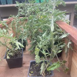 🍅 Tomates $3 Each And Chile 🌶️ Serrano