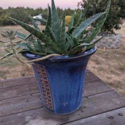 12.5" Blue Ceramic Planter with Aloe Vera and Succulent Plants

