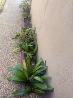 Free plants. 🪴