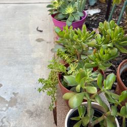 Succulents 