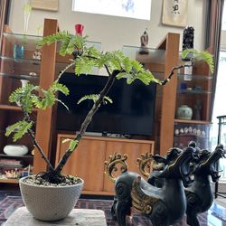 Tamarind Bonsai