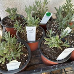 🌿 Grosso Lavender Seedlings — Ready to Plant!