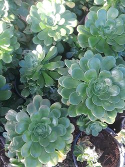 Plantas suculentas