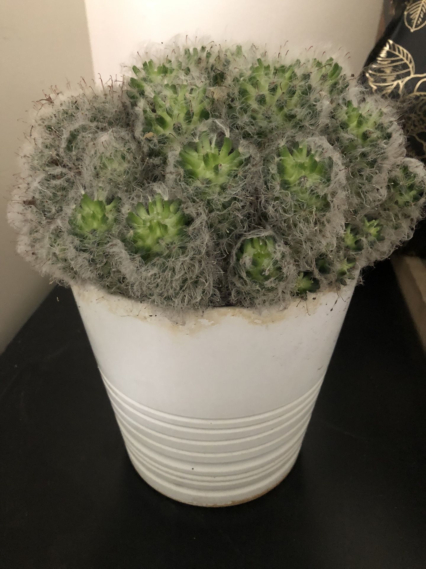 Cactus 55$