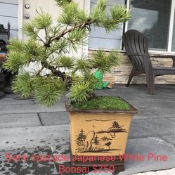 Semi cascade Japanese White Pine Bonsai tree