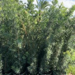 Podocarpus Over 6 Feet tall instant privacy hedge full debe samedebe same day planting