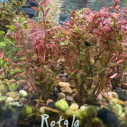 Live Aquarium Plant – Rotala “OJ” (Orange/Pink Stem Plant) Aquascaping Aquascape Aquarium Plant For Freshwater Fish Tanks 