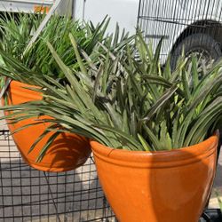 2 Elegant Artificial Plants