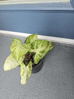 Syngonium plant for sale