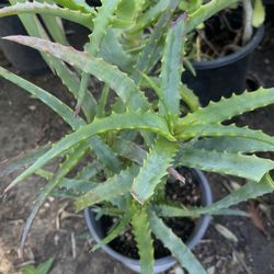 Aloe Vera Plant $8