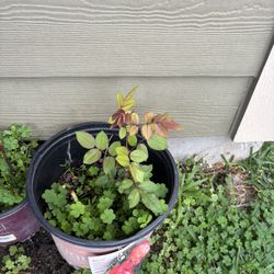 Rosas Rojas Medianas .