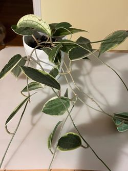 Hoya Macrophylla