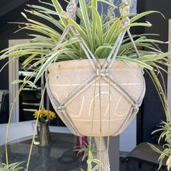 Spider Plant In Pot 