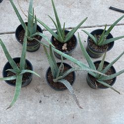 Fresh Aloe Vera