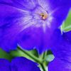 Petunia