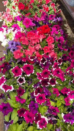 Petunias