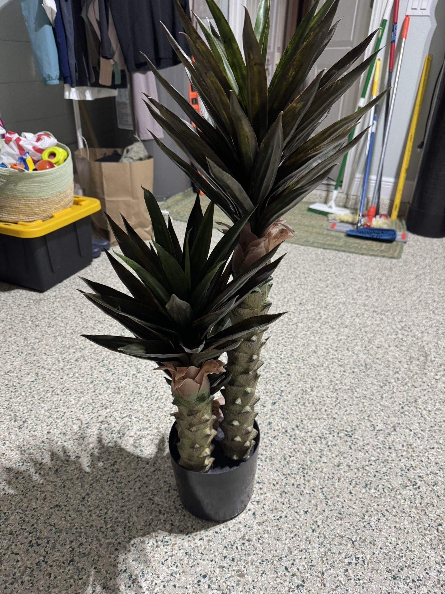 Decorative Plant