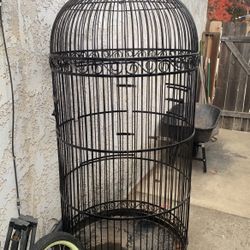 Bird Case 