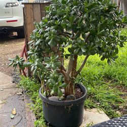 4ft Jade Plant In 25 Gallon Pot