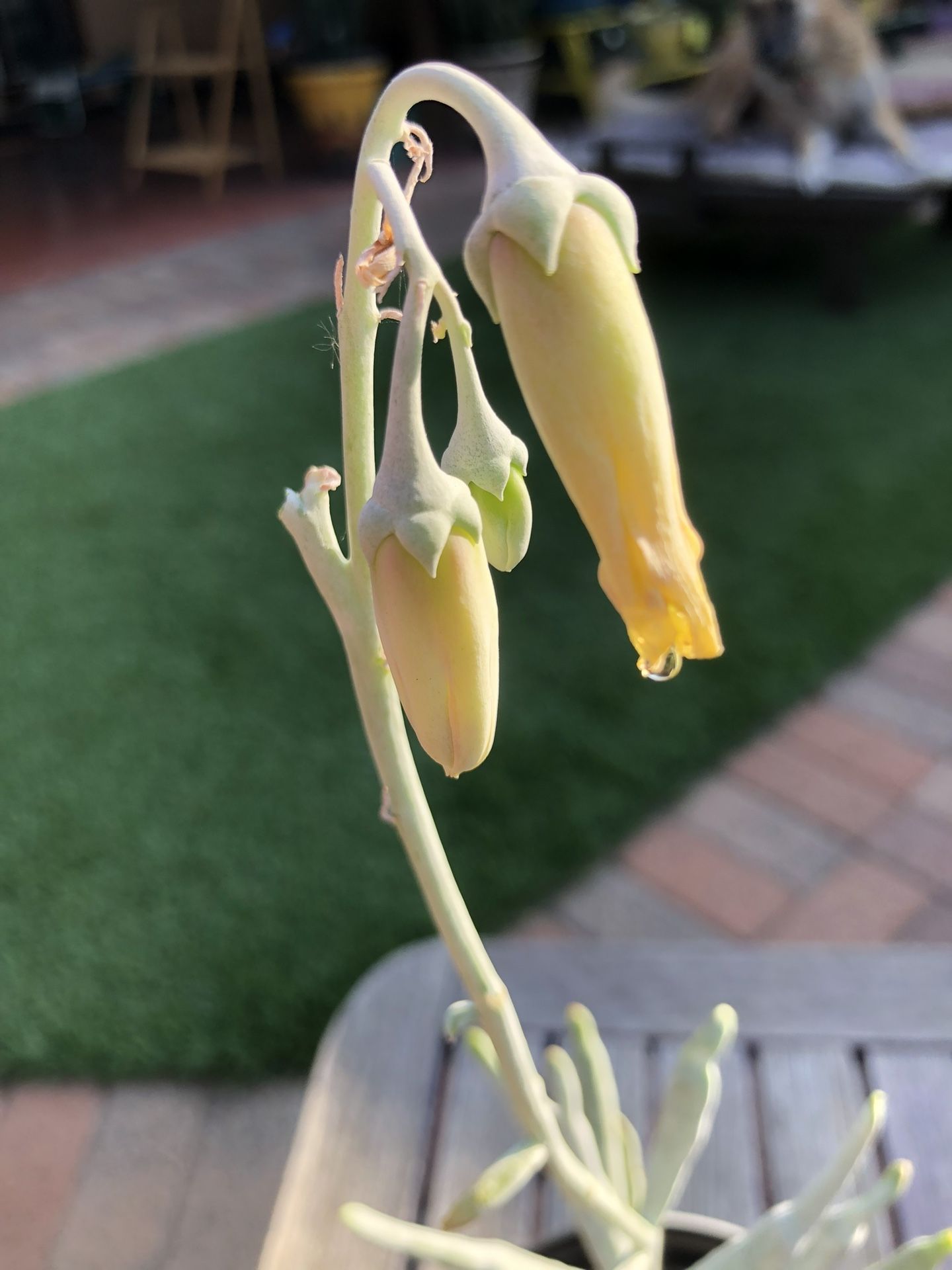 Cotyledon Orbiculata STAG-HORN Succulent Plant