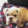 Cesar