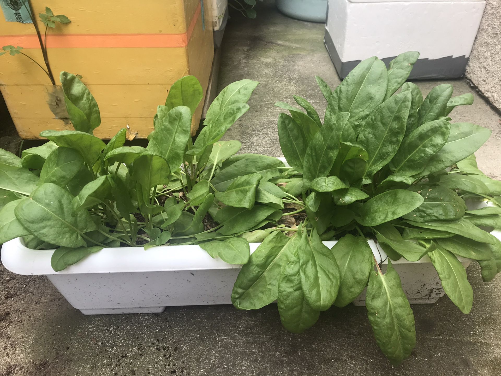 Sorrel Leaves ( Rau Chua}