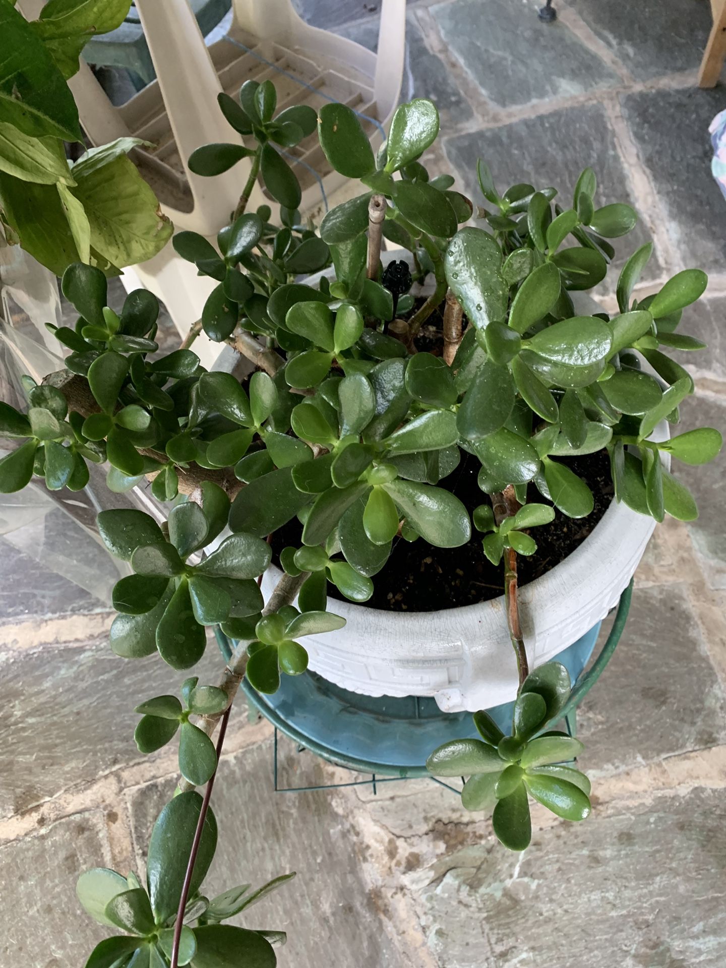 Indoor plant, very healthy