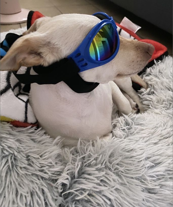 Dog UV Sunglasses