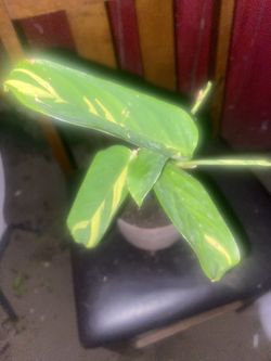 Plant