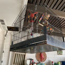 Bird Cage 