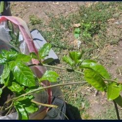 Passion Fruit (Maracuya)