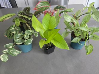 6 Plant Bundle
