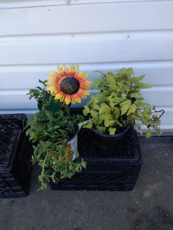 Mother's day plants