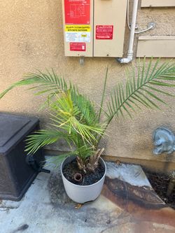 Palm tree