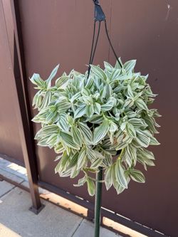 10” tradescantia pistachio white